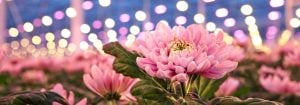 LED grow lights for floriculture