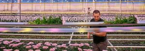 Get stronger, longer lasting chrysanthemums with LED grow lights