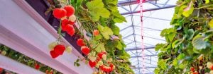 Grow fruits with LED