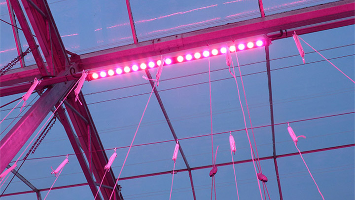 The horticultural lights constructed to the ceiling of the greenhouse