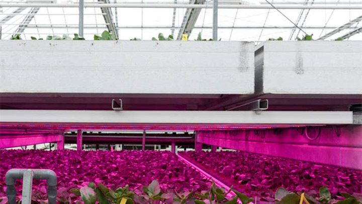 Philips horticultural lighting provides year-long healthy growth for plants at Kwekerij Vreugdenberg, the Netherlands