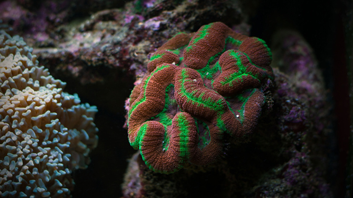 Fluorescence of corals