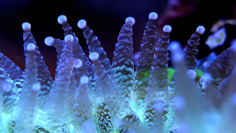 The right light for every coral reef