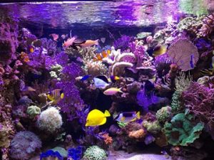 The story behind CoralCare