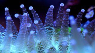 Perfect light balance