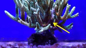 Seriatopora caliendrum frag that has stood under narrow bundled light for some weeks