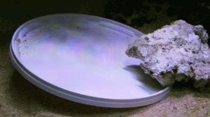 Colored pattern produced by caustics and colored LED sources in an aquarium