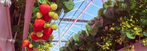 Grow strawberries with Philips GreenPower LED toplighting