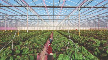 Brookberries greenhouse grows strawberries all year round