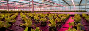 Grower reduces crop time by almost 30% with Philips LED grow lights