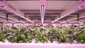 Greenhouse Delicious