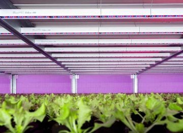 Year-round growth for lettuce lovers