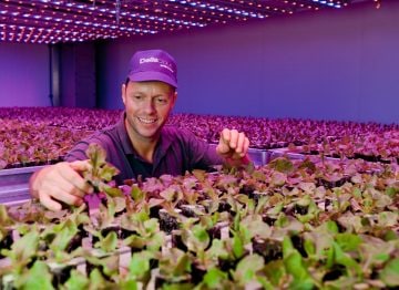 Roy and Mark Delissen, the owners of Deliscious, a lettuce growth company which uses Philips horticulture lighting 