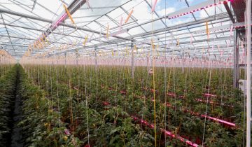 Predictable growth and higher quality