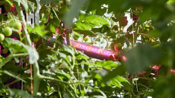 Philips GreenPower LED interlighting