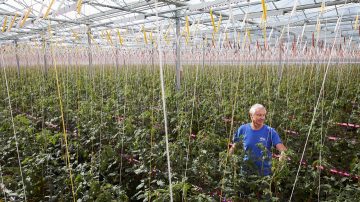 Greenhouse Gourmet Mokai