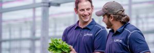 Lettuce grower switches to 100% Philips LED toplighting 