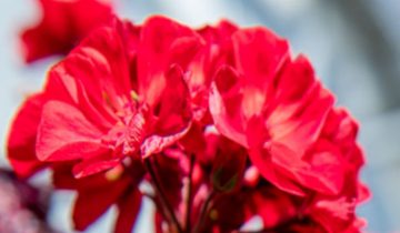 Less pinching required and faster transplants with Philips LED toplighting