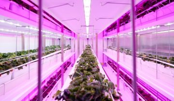 GrowWise the challenge