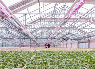 High and uniform quality