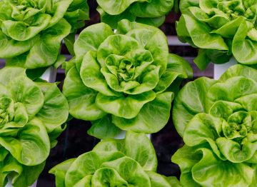 Faster growth, higher quality, heavier and more uniform plants year round