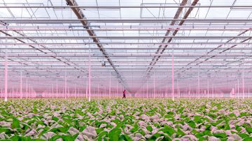 GreenPower LED toplighting in the greenhouse of Siberia