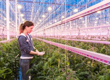 Creating an optimised growing environment