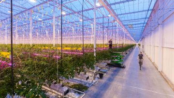GreenPower LED toplighting in the greenhouse of Wim Peters
